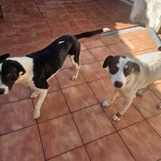 arya-i-sansa-01-06-2026.jpg
