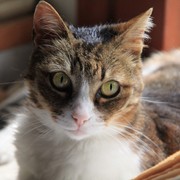 b0281-LILA-2.jpg