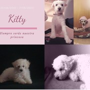 b3517-7ff75-kitty-14-05-2020.jpg