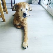b4a1c-SIMBA-15-7.jpg