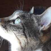 bagheera-15-06-2026.jpg