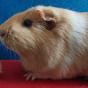 BANDI - bandi-3-29-05-2026.jpg