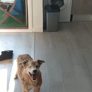 SIMBA - bf7d2-SIMBA7-15-7.jpg