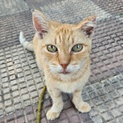 buffy-18-06-2026.jpg