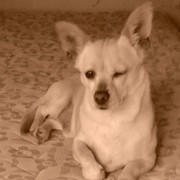 c5bc9-2f218-lilo---stitch.jpg