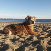 SIMBA - cdd32-SIMBA6-15-7.jpg