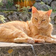 chiribito-03-08-2026.jpg