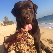 DANKO - danko-2-16-04-2026.jpeg