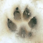 DANKO - danko-3-16-04-2026.jpeg