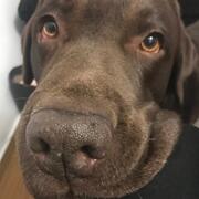 DANKO - danko-6-16-04-2026.jpeg