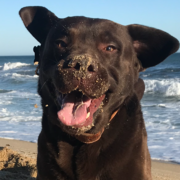 DANKO - danko-8-16-04-2026.png