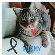 db6df-f0573-micky-minini.jpg