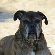 e57d3-dce51-rocky-7-9-20.jpg