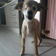 SIMBA - e5aa6-SIMBA3-15-7.jpg