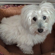 f0962-a669c-pupy-28-12-2020.jpg