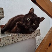 fluffy-17-09-2026.jpg