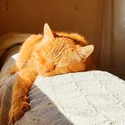GARFIELD - garfield-2-15-05-2026.jpg