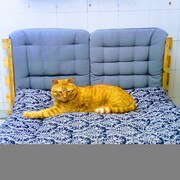 GARFIELD - garfield-3-15-05-2026.jpg