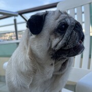 GINA - gina-3-13-04-2026.jpeg