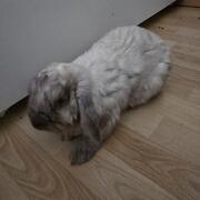guizmo-09-10-2026.jpg