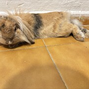 HONEY - honey-2-29-01-2026.jpeg