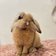 HONEY - honey-3-29-01-2026.jpeg