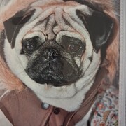 JOEY - joey-2-24-03-2026.jpg