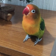 KUKA - kuka-2-27-03-2026.jpg