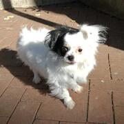 lluna-13-06-2026.jpg