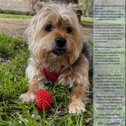 lolita-11-09-2026.jpg