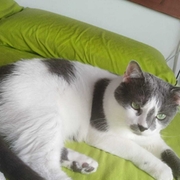 NICO - nico-1-21-03-2026.jpg