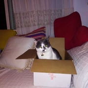 NICO - nico-3-21-03-2026.jpg