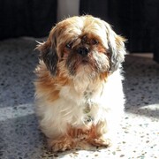 ninot-29-04-2026.jpg
