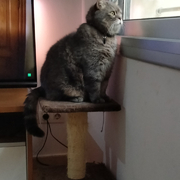 NINU - ninu-3-25-03-2026.jpeg