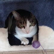 PUMA - puma-3-29-01-2026.jpg