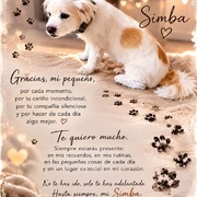 simba-03-09-2026.jpg