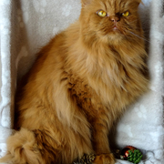simba-18-06-2026.JPG