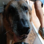 THOR - thor-2-08-10-2025.jpg