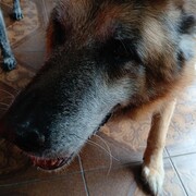 THOR - thor-3-08-10-2025.jpg