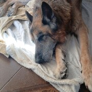 THOR - thor-4-08-10-2025.jpg