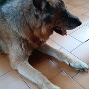 THOR - thor-5-08-10-2025.jpg