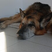 THOR - thor-6-08-10-2025.jpg