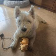 TOBY - toby-5-20-10-2026.jpg