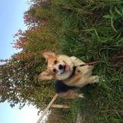 TOSHA - tosha-2-22-01-2026.JPG