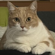 ZIPI - zipi-2-02-01-2026.jpeg