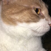 ZIPI - zipi-3-02-01-2026.JPG