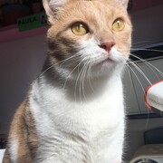 ZIPI - zipi-4-02-01-2026.JPG