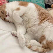 ZIPI - zipi-5-02-01-2026.JPG