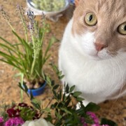 ZIPI - zipi-8-02-01-2026.jpeg